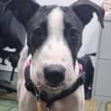 Photo of Odin