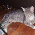 Photo of Cyrell