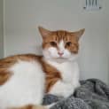 Photo of Gordon