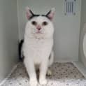 Photo of Moo