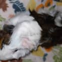 Photo of Fable 