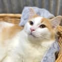 Photo of Basil