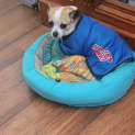 Photo of Chanel   4 Year Old Chihuahua (Hold)