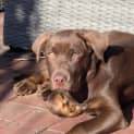 Photo of Maverick