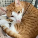 Photo of Zen **2nd Chance Cat Rescue**