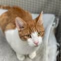 Photo of Edie ** 2nd Chance Cat Rescue**