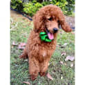 Photo of Tikka