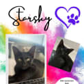 Photo of Starsky