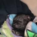 Photo of Oggie