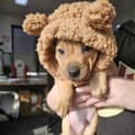 Photo of Spud