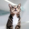Photo of Felix