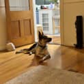 Photo of Billy   11 Month Old Cattle Dog X (Trial)