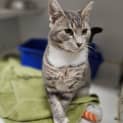 Photo of Pepper