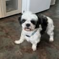 Photo of Daisy 🌼Shih Tzu X Maltese (On Trial 12/7/24)