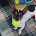 Photo of Bandit