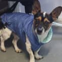 Photo of Bandit
