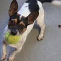 Photo of Bandit