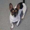 Photo of Bandit