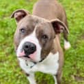 Photo of Bronson