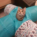 Photo of Tilly