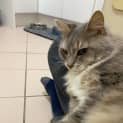 Photo of Missy