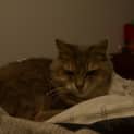 Photo of Missy