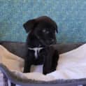 Photo of Thor