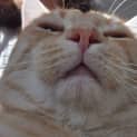 Photo of Champagne Charlie