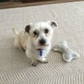 Photo of Buddy 6 Year Old Maltese X (Trial)