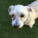 Photo of Buddy 6 Year Old Maltese X (Trial)