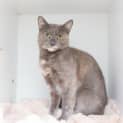 Photo of Glaze