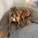 Photo of Bobby The Greyhound