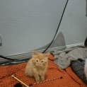 Photo of Niko