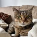 Photo of Tora