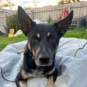 Photo of Pollux