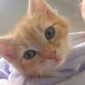 Photo of Lady