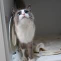 Photo of Biscuit
