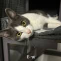 Photo of Binx