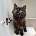 Photo of Asha