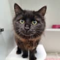 Photo of Asha