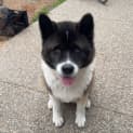 Photo of Panda