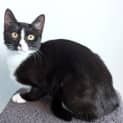 Photo of Dot