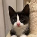 Photo of Alfie