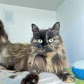 Photo of Cinders