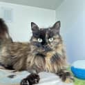Photo of Cinders