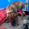 Photo of Hattie