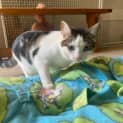 Photo of Kitty