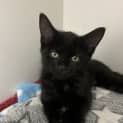Photo of Waffles