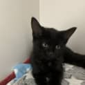 Photo of Waffles