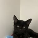 Photo of Waffles